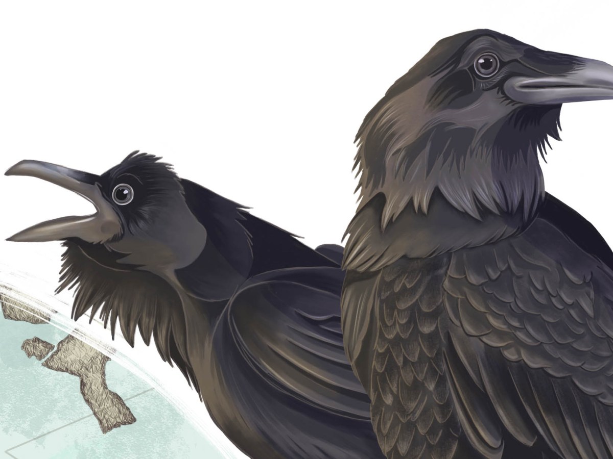 A raven’s perspective