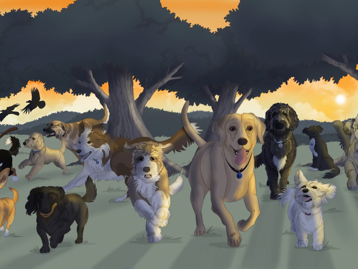 45 Dogs in 28&nbsp;Days